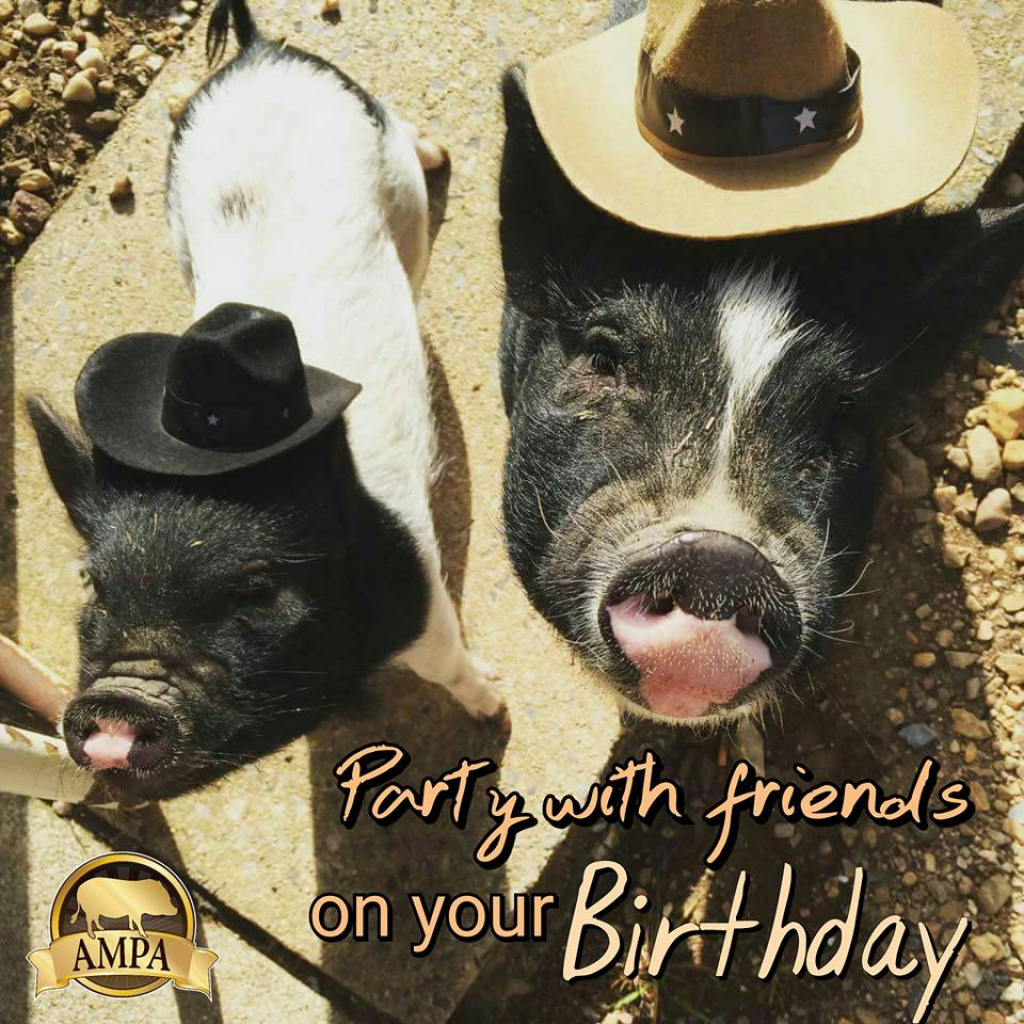 Ampa Mini Pig Birthday Cards | American Mini Pig Online Store | Pig Birthday Cards Printable