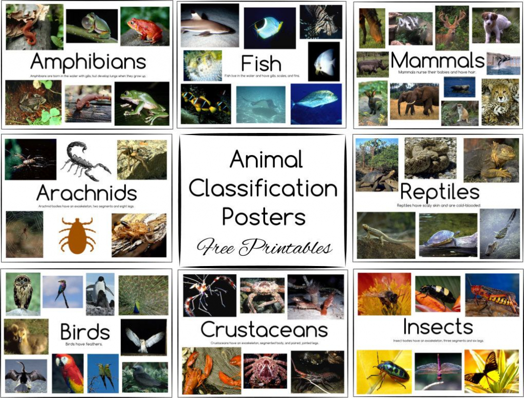 Animal Classification Posters And Games - Free Printables | Free Printable Animal Classification Cards