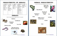 Animals And Their Characteristics (Free Worksheet) – Homeschool Den | Free Printable Animal Classification Cards