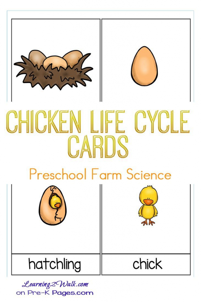 Farm Animals Science: Chicken Life Cycle Cards | Unit Ideas: Farm | Farm Animal Cards Printable