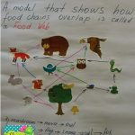 Food Chains And Food Webs | Sierra Nevada Animals | Food Chain | Printable Food Web Cards