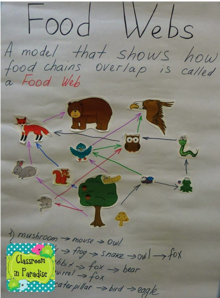 Food Chains And Food Webs Sierra Nevada Animals Food Chain