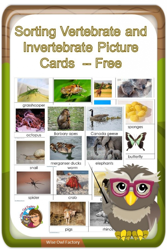 Invertebrates And Vertebrates Card Sort Free Pdf | Science | Free Printable Animal Classification Cards