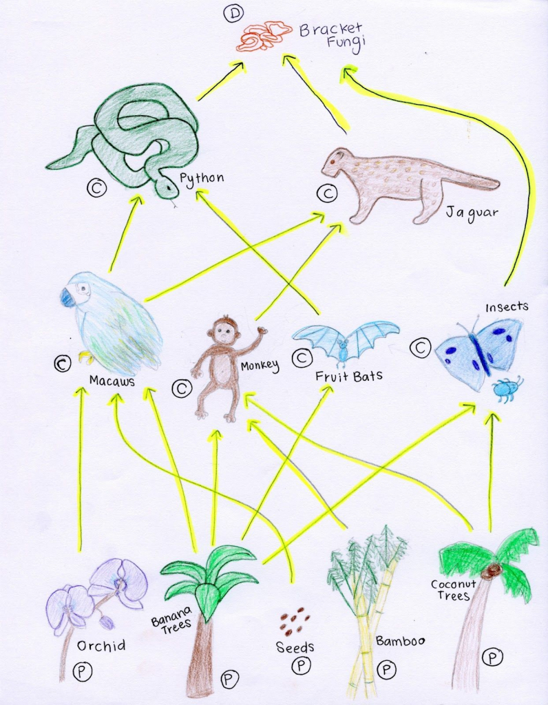 Tropical Rainforest Food Web | A-Z ~ Art Of Teaching | Rainforest | Printable Food Web Cards